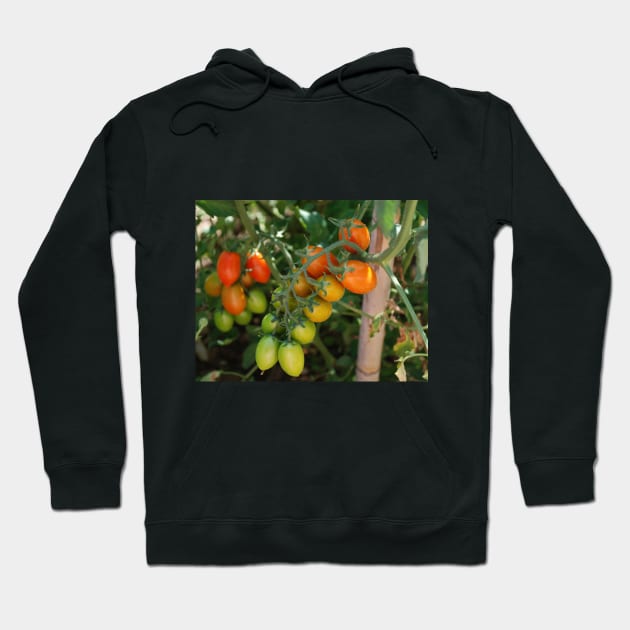 Date Tomatoes Ripening on Vine Hoodie by jojobob